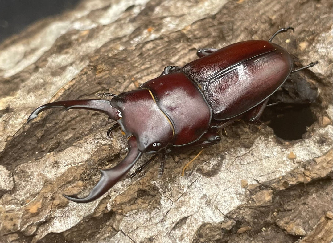 《ハチジョウコクワガタ 40mm ペア》