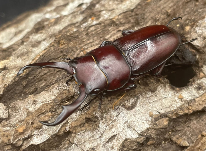 《ハチジョウコクワガタ 40mm ペア》