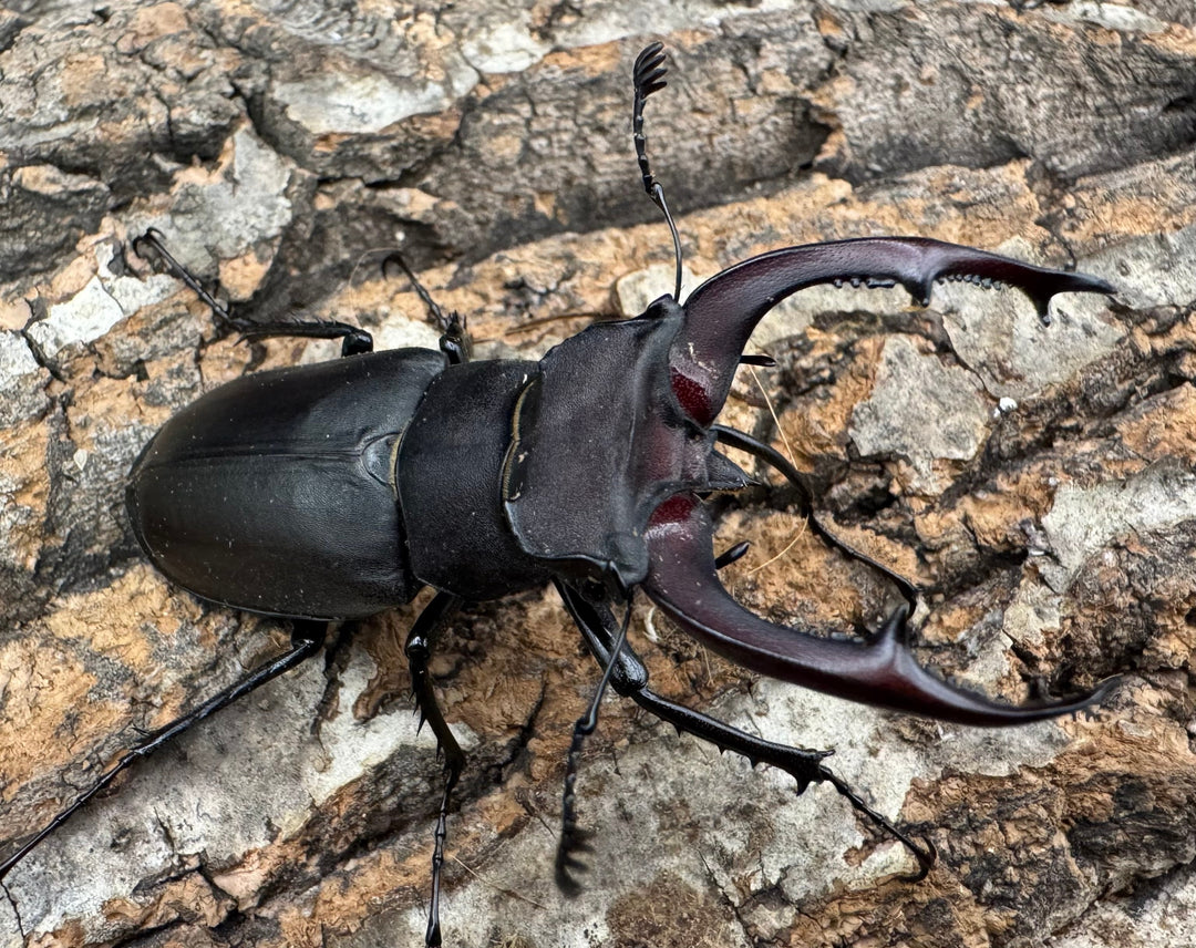 《ユダイクスミヤマ 65mm ペア》