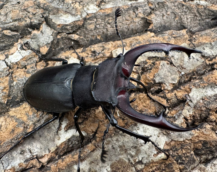 《ユダイクスミヤマ 65mm ペア》