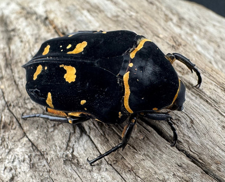 《ノックスキモンハナムグリ ペア》