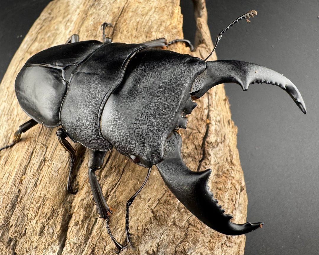 【WD】《マリンドッケヒラタ 82.5mm ペア》