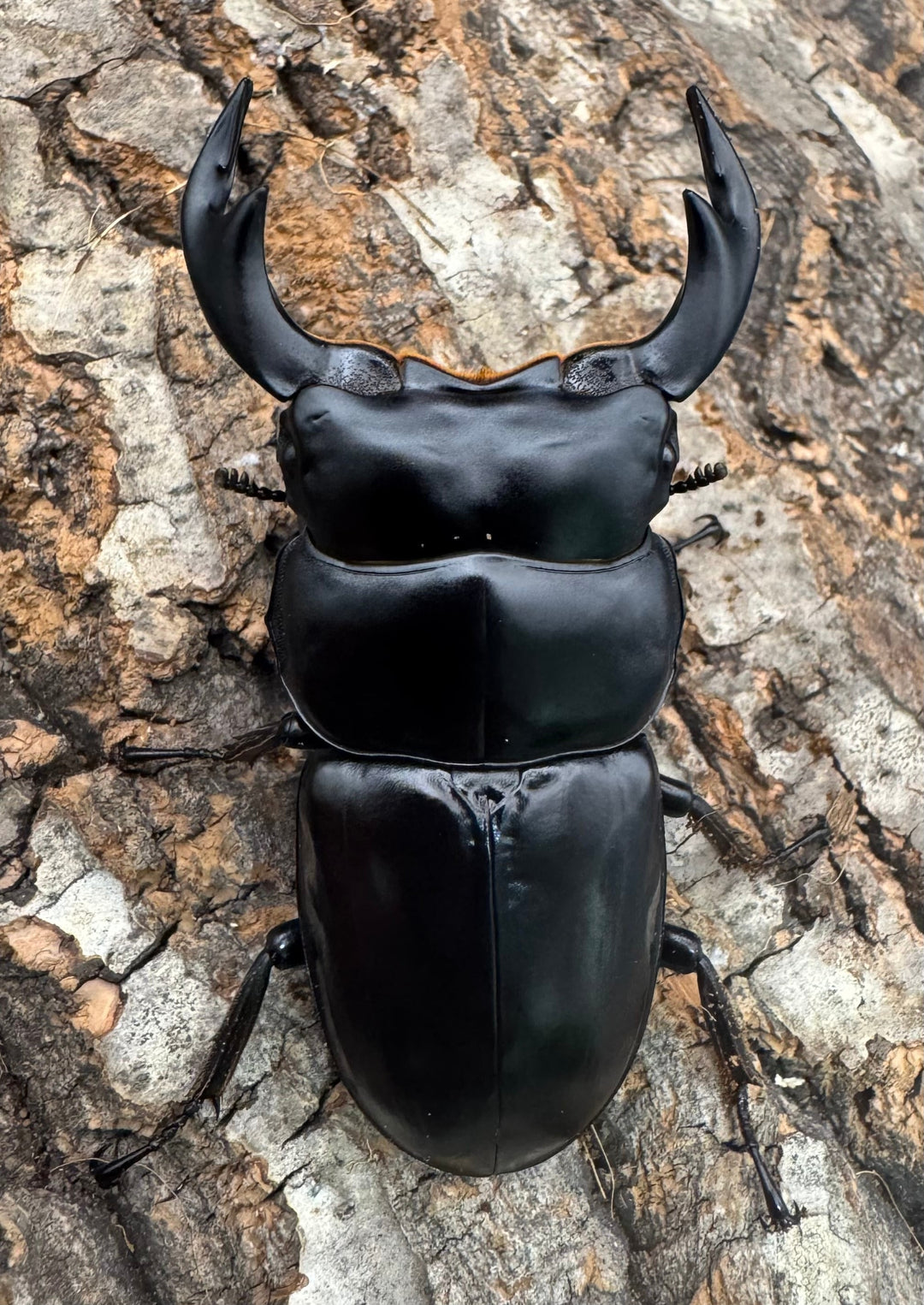 《インドアンタエウス サディア産 73mm ペア》