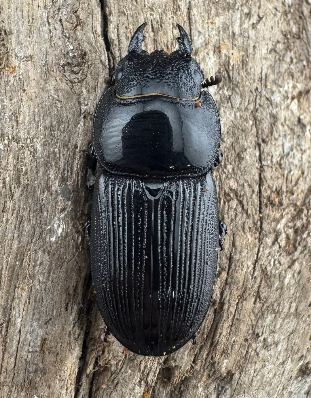 【WD】《ヒペリオンヒラタ原名亜種 雲南省産 57mm ペア》