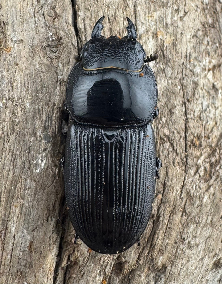 【WD】《ヒペリオンヒラタ原名亜種 雲南省産 57mm ペア》