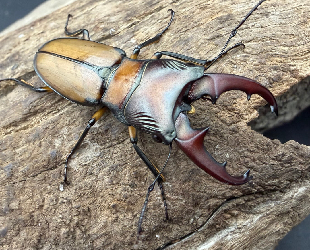 【F0】《エルサホソアカ 剣河県産 37mm ♂♀♀トリオ》