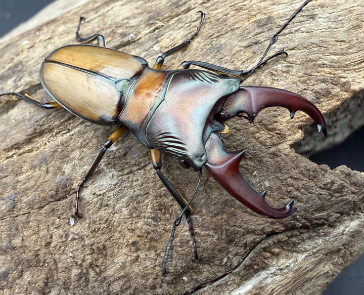 【F0】《エルサホソアカ 剣河県産 37mm ♂♀♀トリオ》