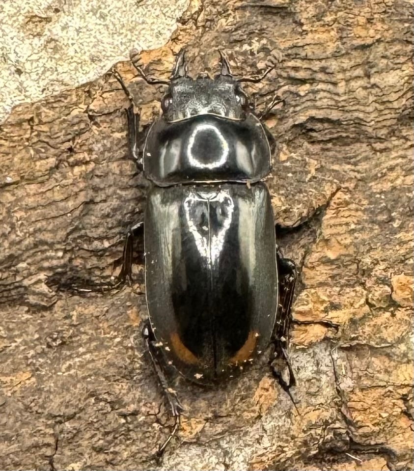 《ヒマラヤコクワ 38.5mm ペア＋♂おまけ》