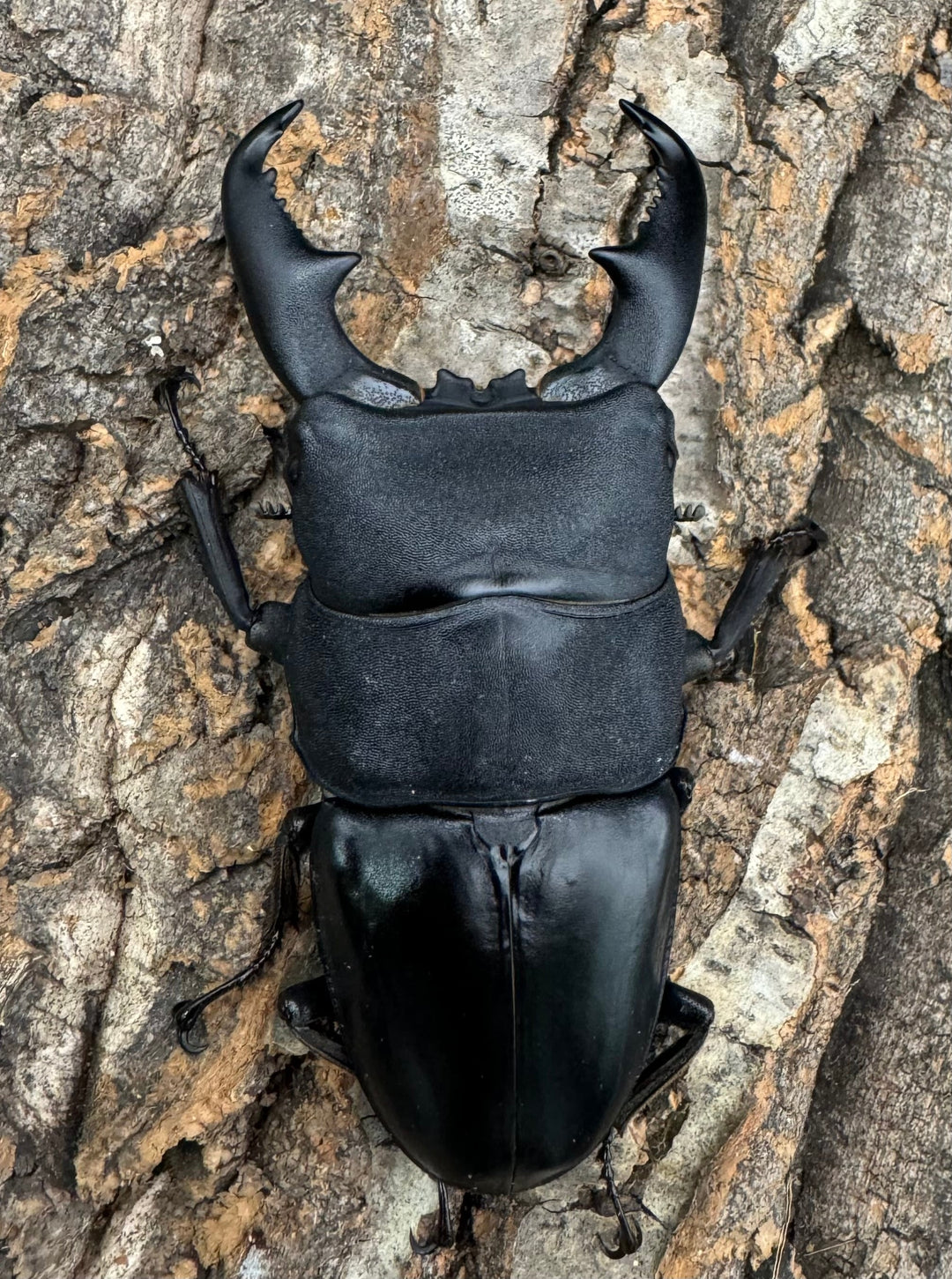 【WF1】即ブリ《マリンドッケヒラタ 89mm ペア》