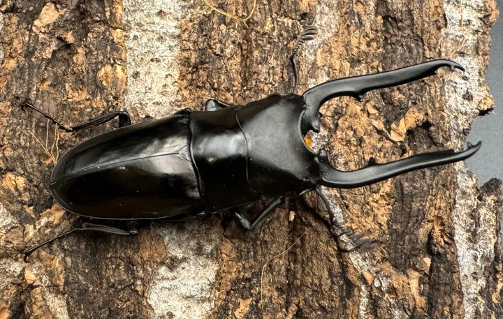 【WD】《ミンダナオ産ブッダノコギリ 51mm ペア》