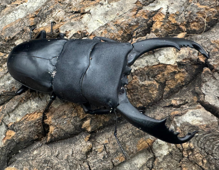 【WD】《南カマリネスヒラタ 92mm ♂単》