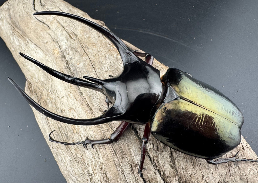 【WD】美形《ジャワコーカサスオオカブト 107mm ペア》