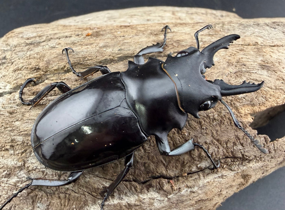 【WD】《ダールマンツヤクワガタ サンギール島産 57.5mm ペア》