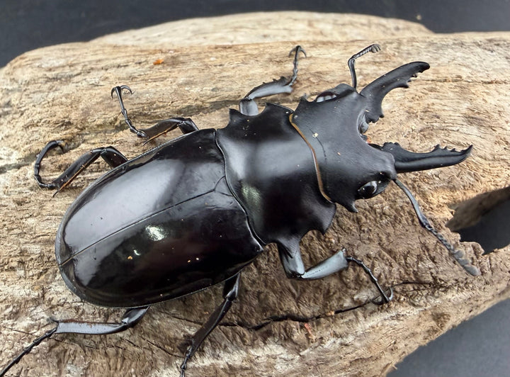 【WD】《ダールマンツヤクワガタ サンギール島産 57.5mm ペア》