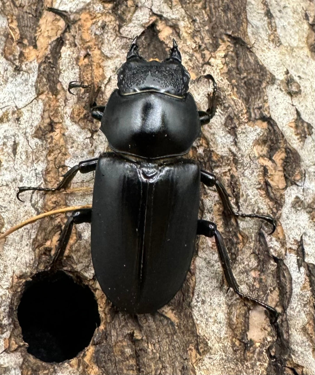 【WD】《ブラナウンコクワ 貢山産 56mm ♂A'品ペア》