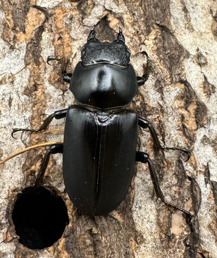 【WD】《ブラナウンコクワ 貢山産 56mm ♂A'品ペア》