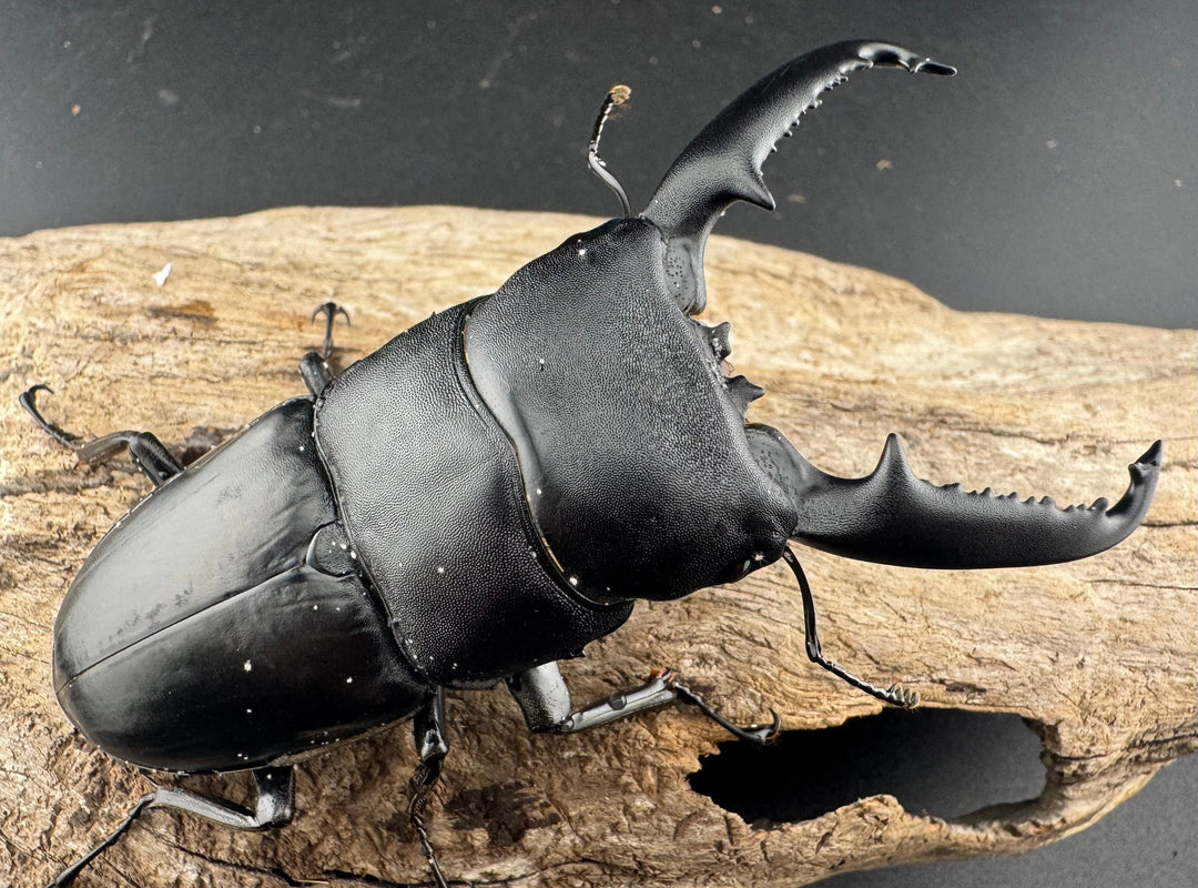 【WD】《パラワンオオヒラタ バタラザ産 87mm ペア》