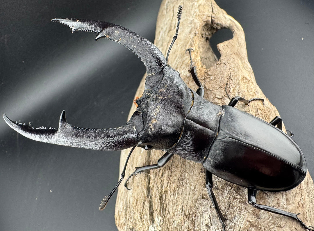 【WD】《マンディブラリスフタマタ 105mm ペア》