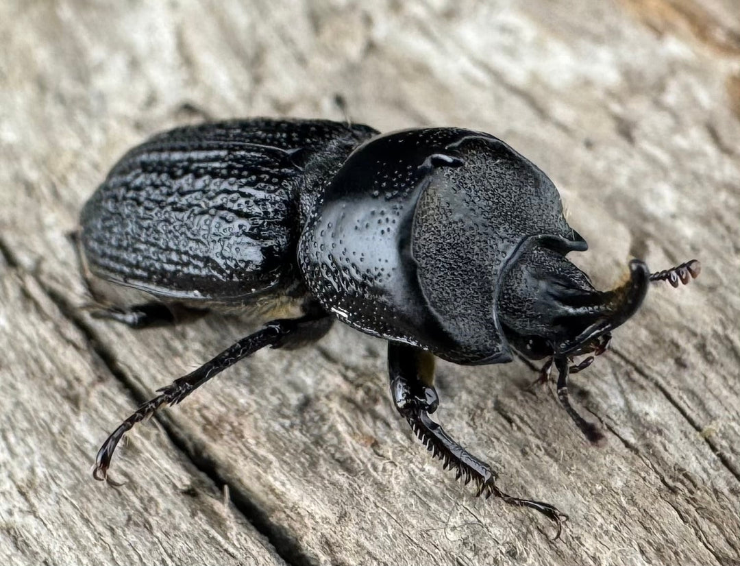 【WD】《ウンナンイッカククワガタ Free ペア》