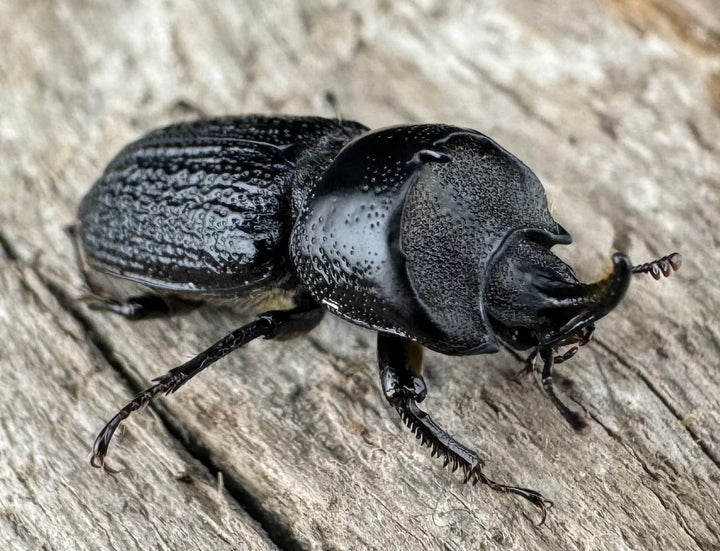 【WD】《ウンナンイッカククワガタ Free ペア》