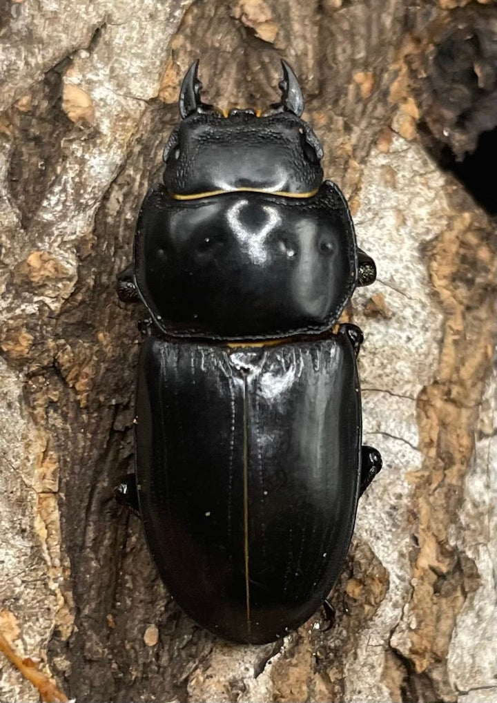 【WD】《ドルクス カツラ 広東省産 25mm ♀単》