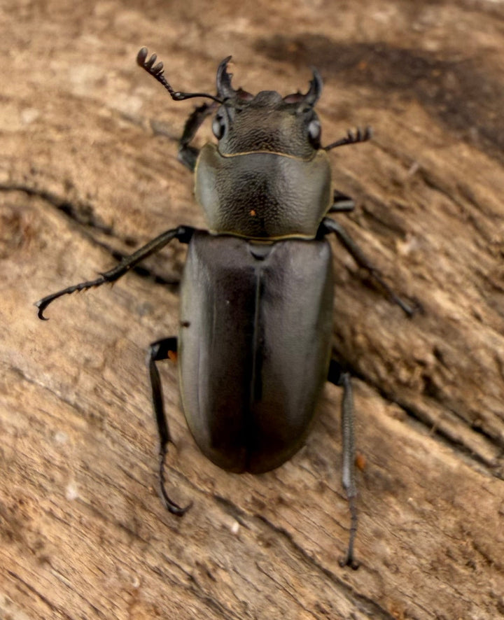 【WD】《メタリフェルホソアカ亜種finae 81.5mm ペア》