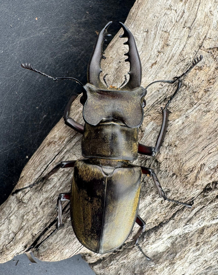 【WD】大型《ファンジンシャンミヤマクワガタ 63mm ペア》