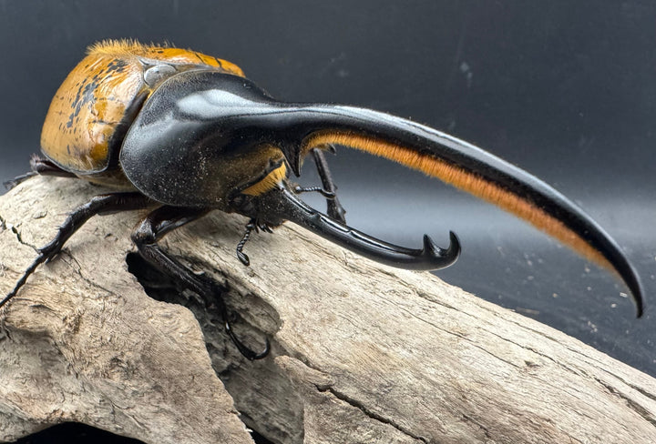 《 ヘラクレス・エクアトリアヌス 煌血統 128mm B品ペア》inohiro109氏ブリード個体