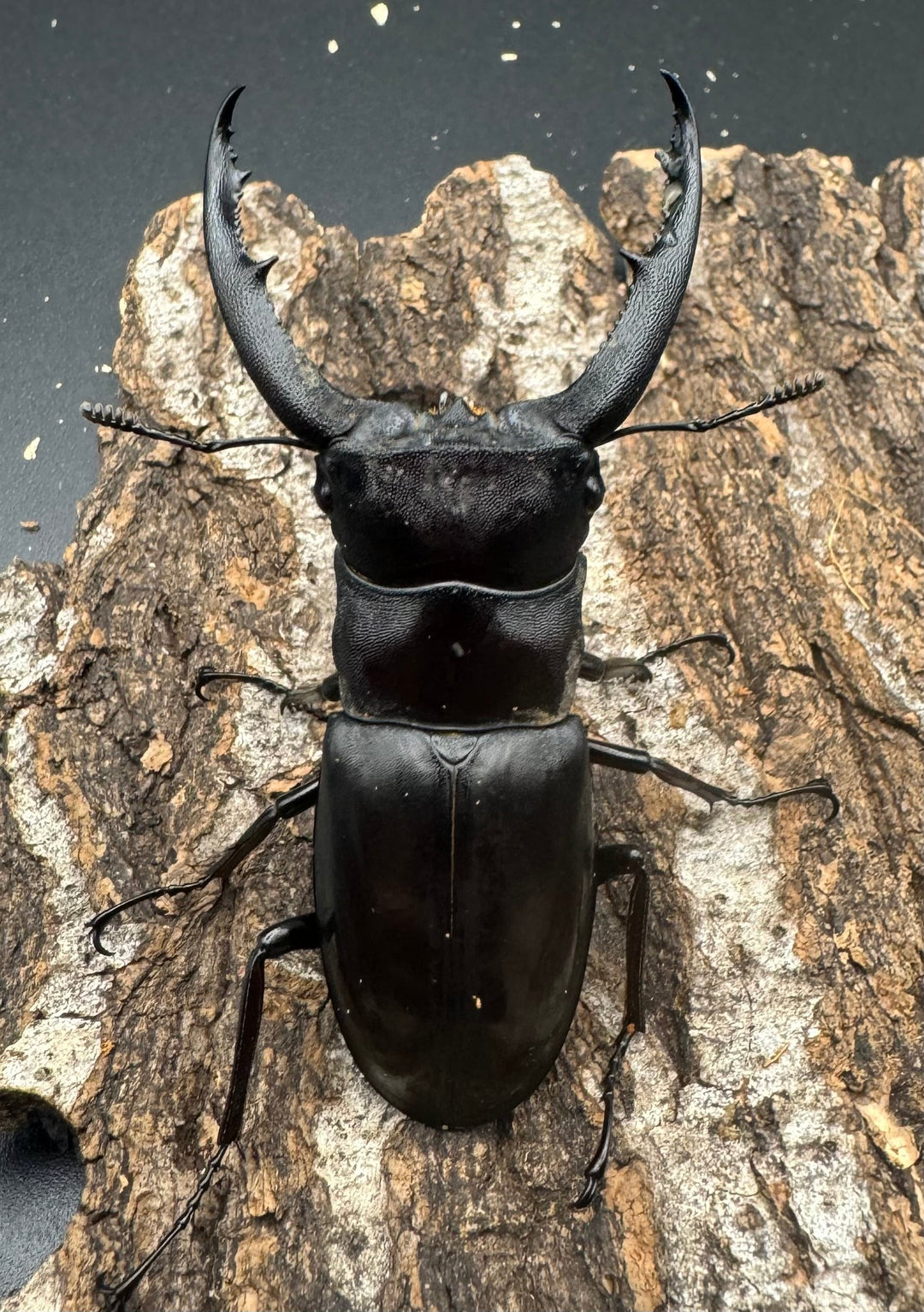 【WD】《マンディブラリスフタマタ 70mm B品ペア》