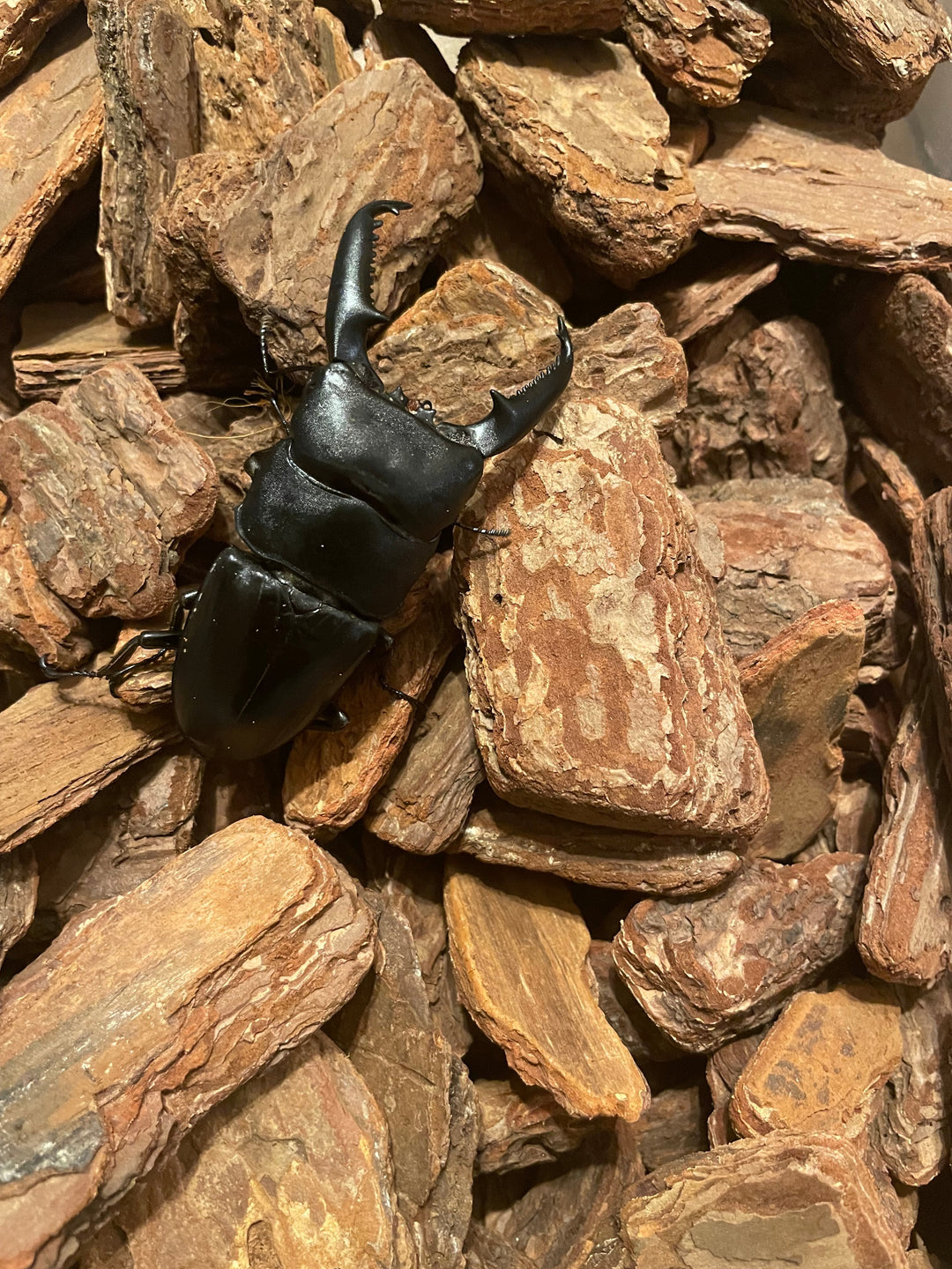 バークチップ 5L