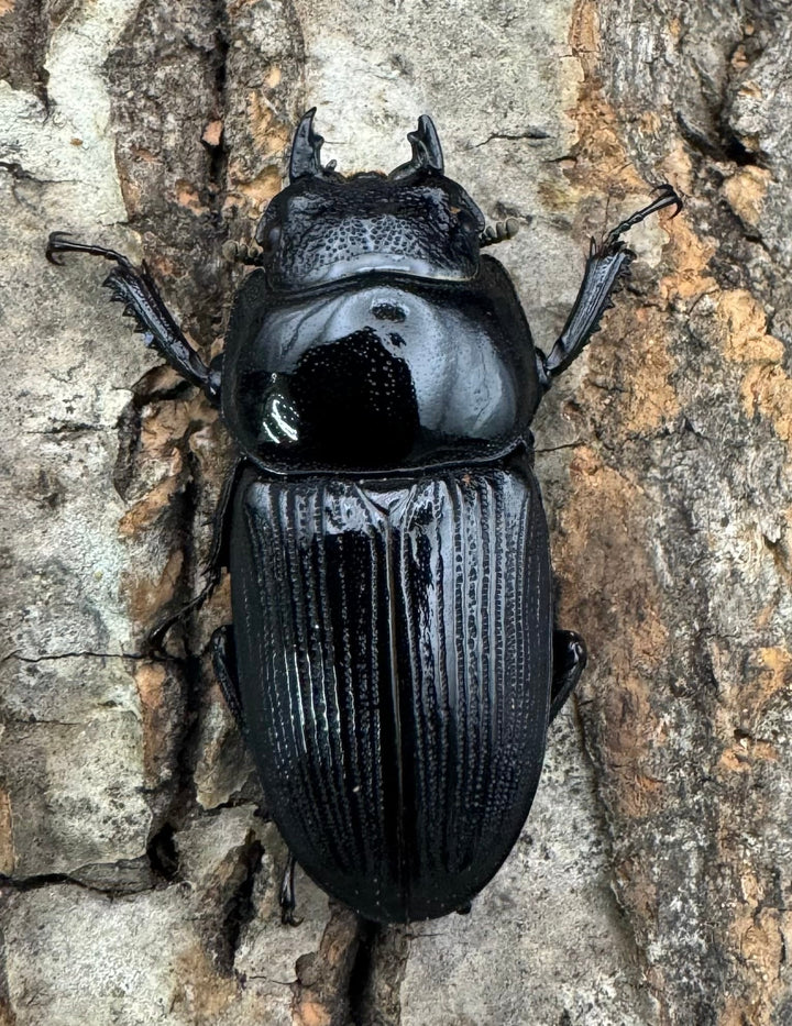 【WF2】《ハンスヒラタ 55mm ペア》