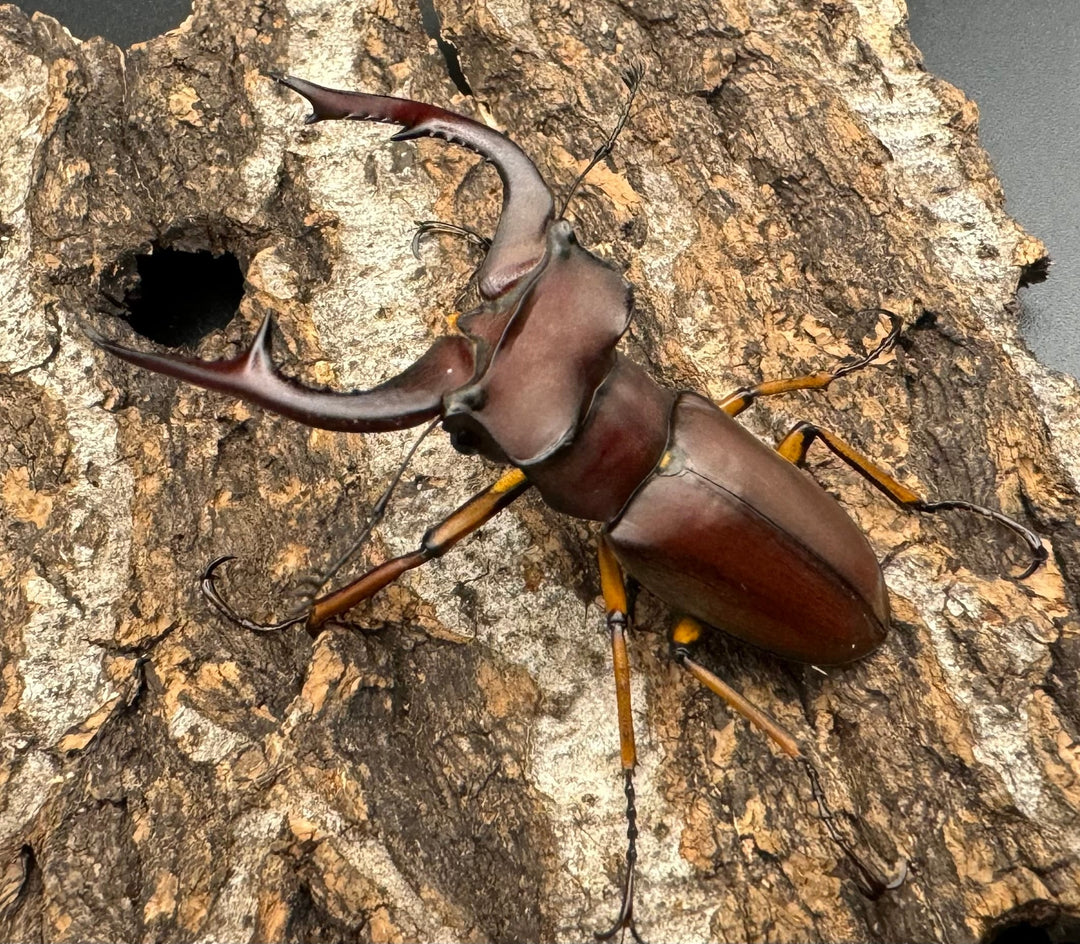 【WD】《マラッシミヤマ（マラッツィミヤマ） 56mm ペア》