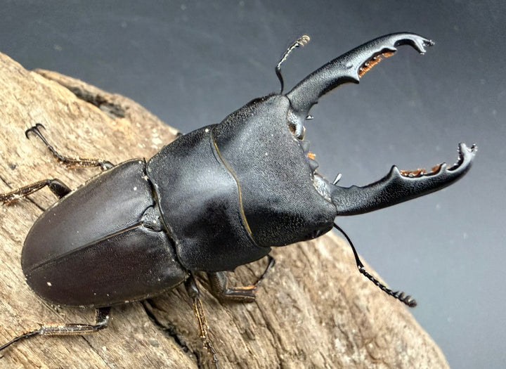 【WD】《タウルスヒラタ ボルネオ亜種 63mm ペア》