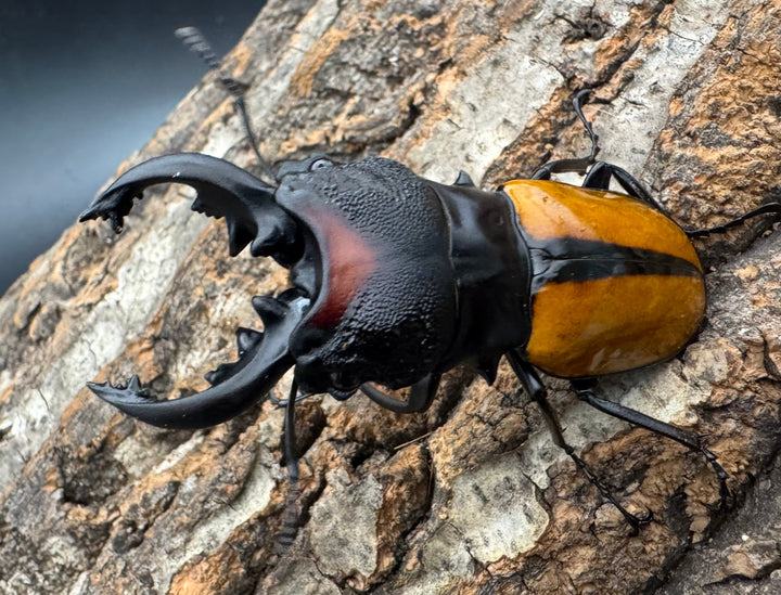 【WD】《ボーレンホーベンツヤクワガタ 72mm ペア》