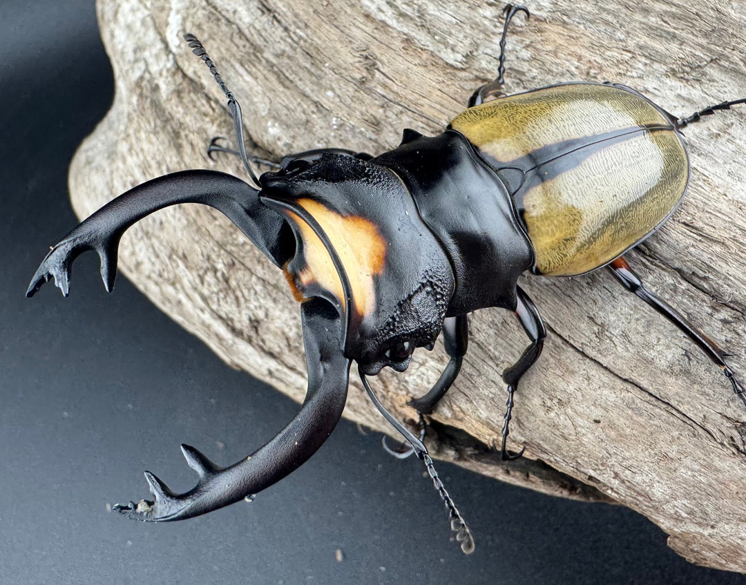 【WD】《ラコダールツヤクワガタ 78.5mm ペア》