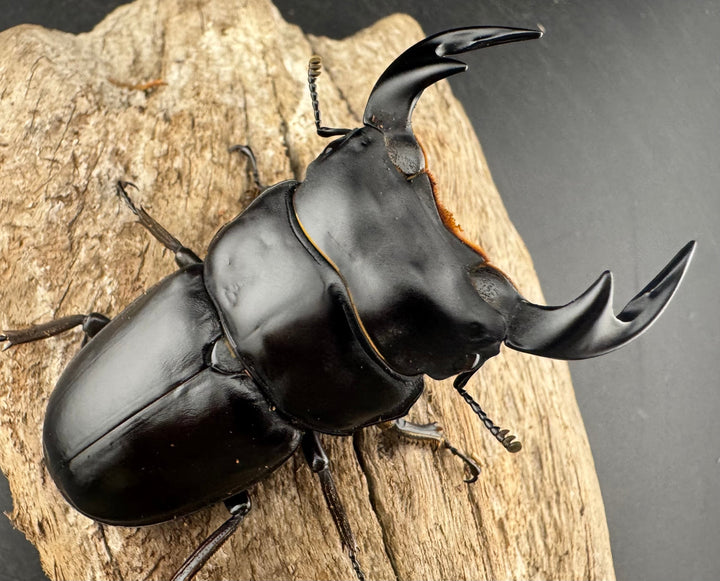 《マレーアンタエウスオオクワ 74mm ペア》