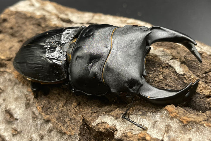 《ホペイオオクワガタ OMG血統 73mm ペア B品》