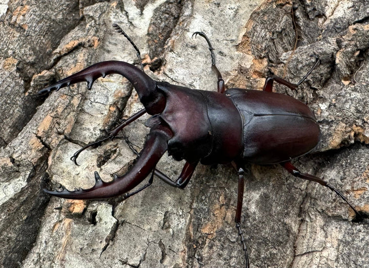 特別特価!!【WD】《ノコギリクワガタ 立川産 ペア》