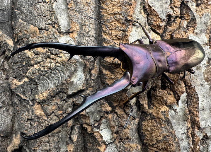 【美麗】《メタリフェルホソアカ 82mm ペア》セルヴォラン氏ブリード個体