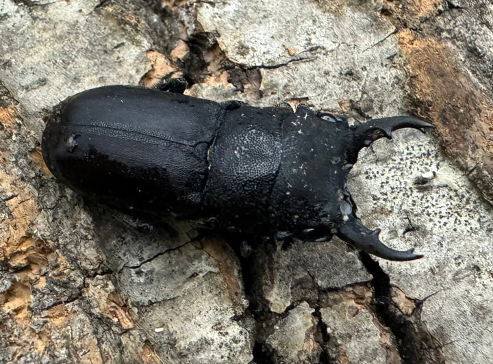 《オパクスソリアシサビクワ 27mm ペア》わたくわ氏ブリード個体