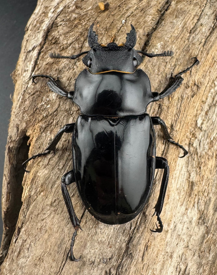 【WD】大型《インターメディアツヤクワガタ ネグロス島産 93mm ペア》