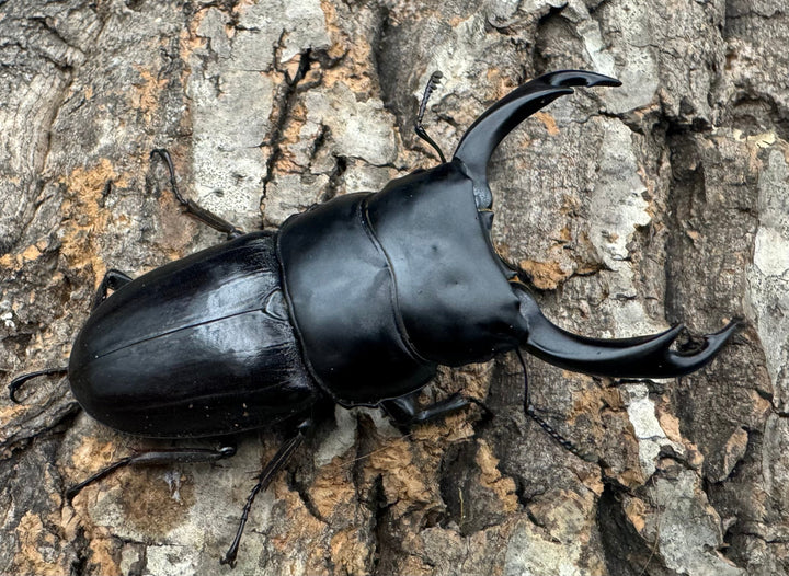 【WD】《ミンダナオパリーオオクワ 71.5mm ペア》