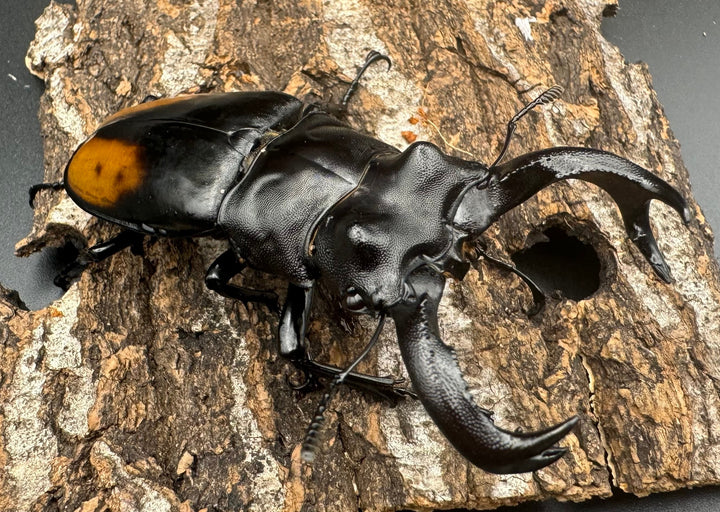 【WD】《セアカフタマタ（パリーフタマタ） 80.5mm ペア》