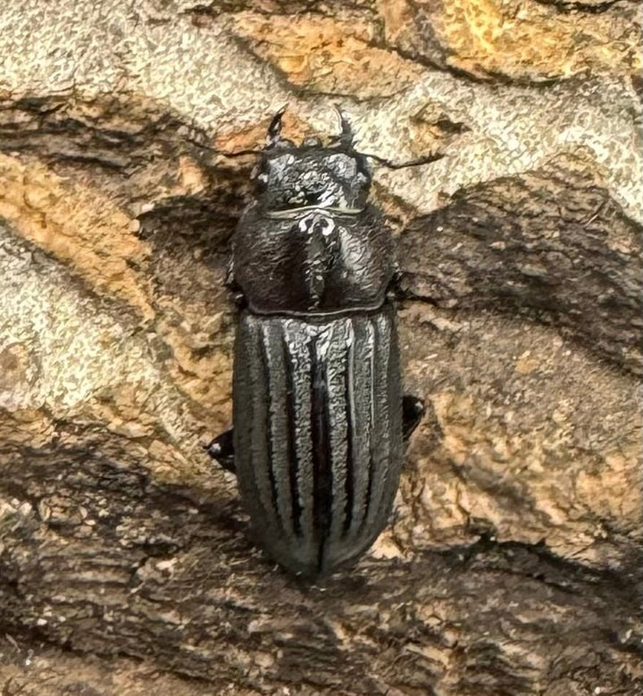 【WD】《モートゥオセスジ原名亜種 ペア》