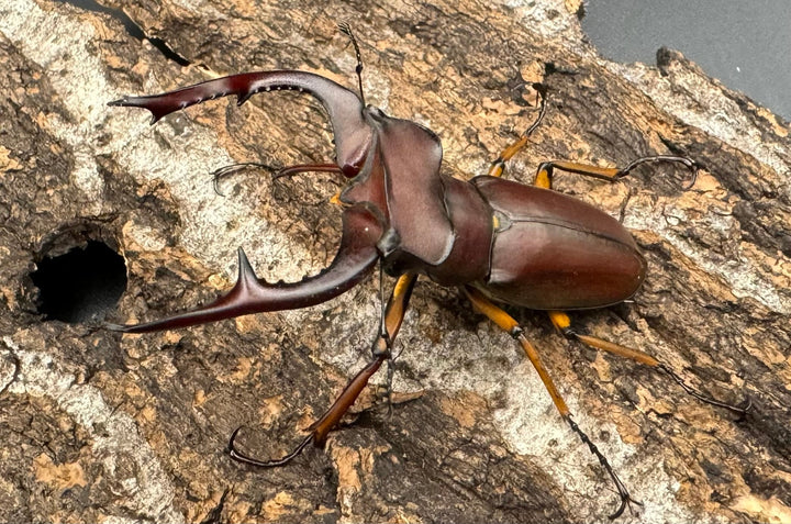 【WD】《マラッシミヤマ（マラッツィミヤマ） 56mm ペア》