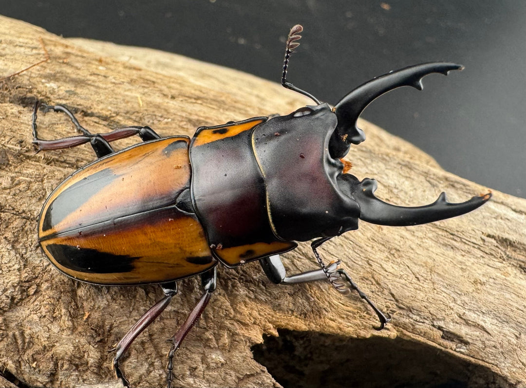 【WD】《ファブリースノコギリ原名亜種 60mmm ペア》