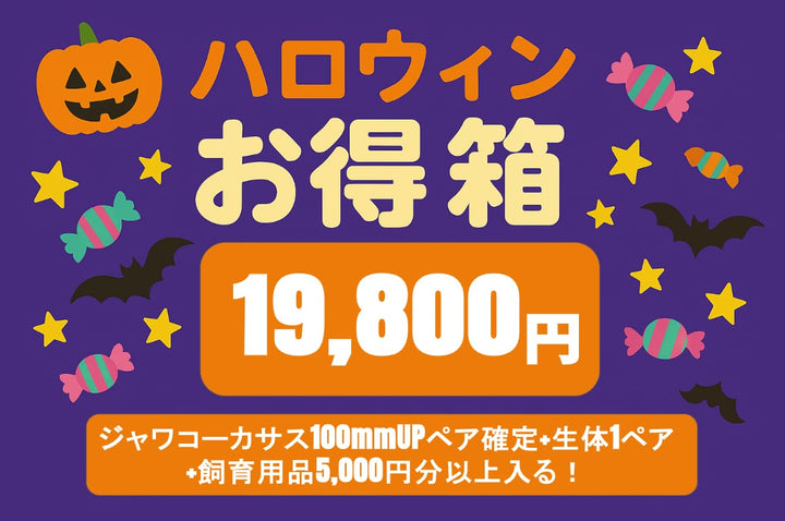 【コーカサス確定】ハロウィンお得箱 19,800