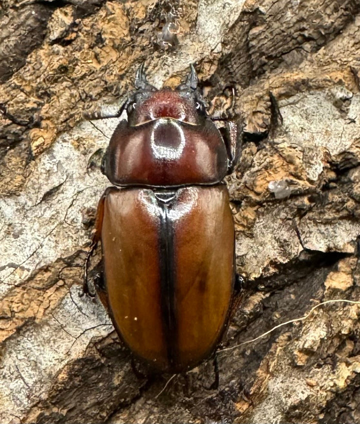 【WD】《アスタコイデスノコギリ 西ジャワ産 62mm ペア》