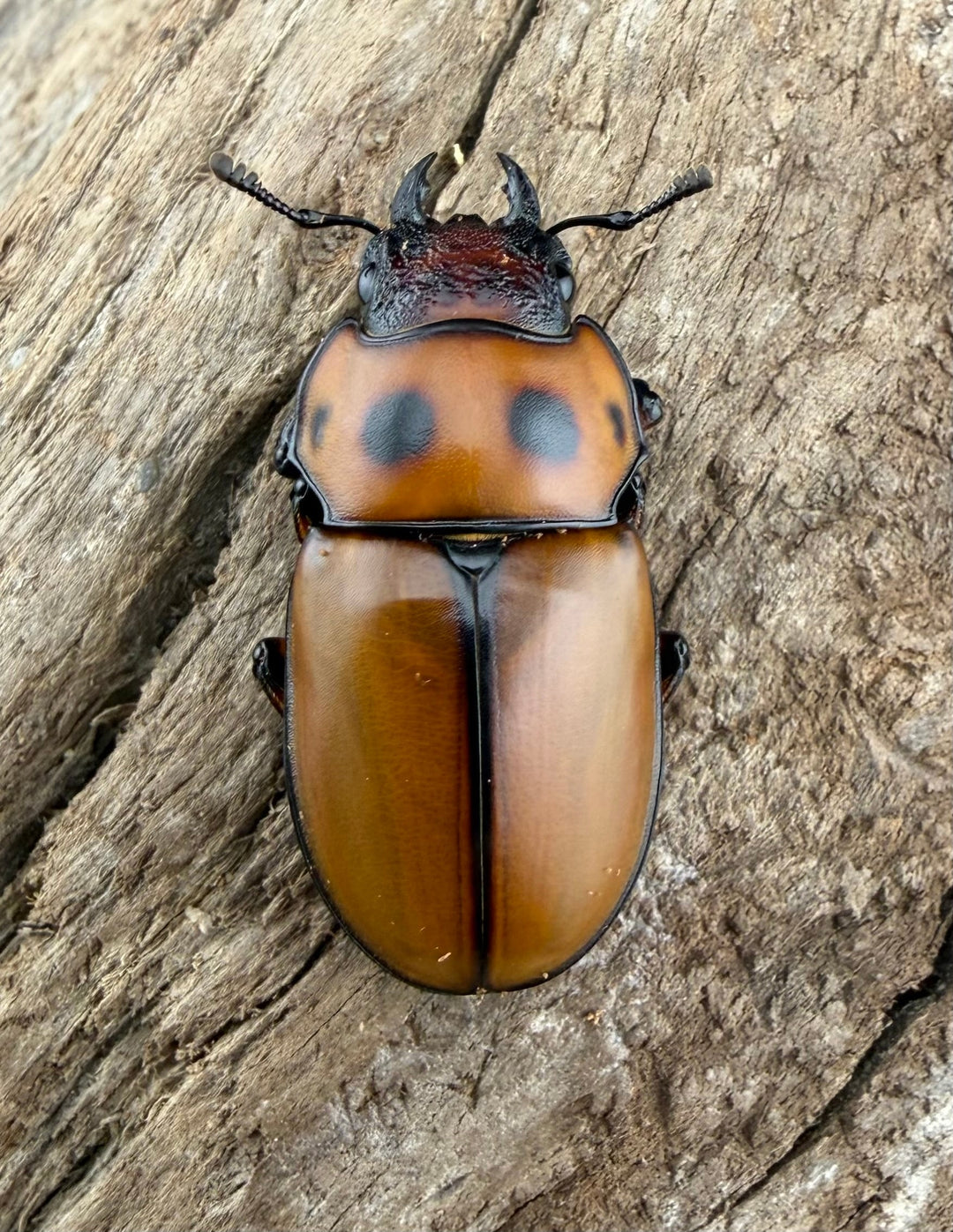 【WF1】《グラディアトールメンガタクワガタ 43.5mm ペア》