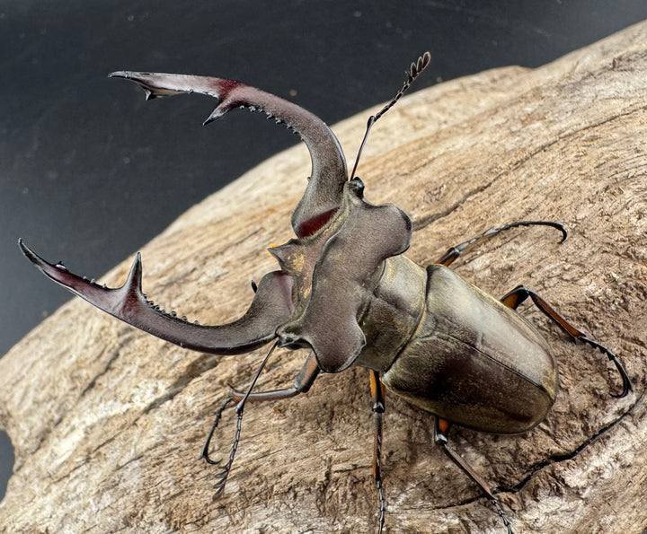 【WD】大型《クラーツミヤマ原名亜種 65mm ペア》①